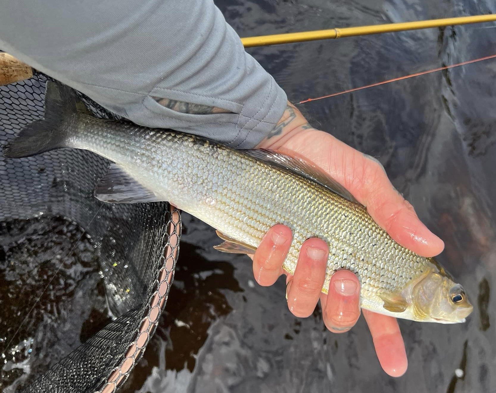 Grayling caught on the River Tees at Romaldkirk