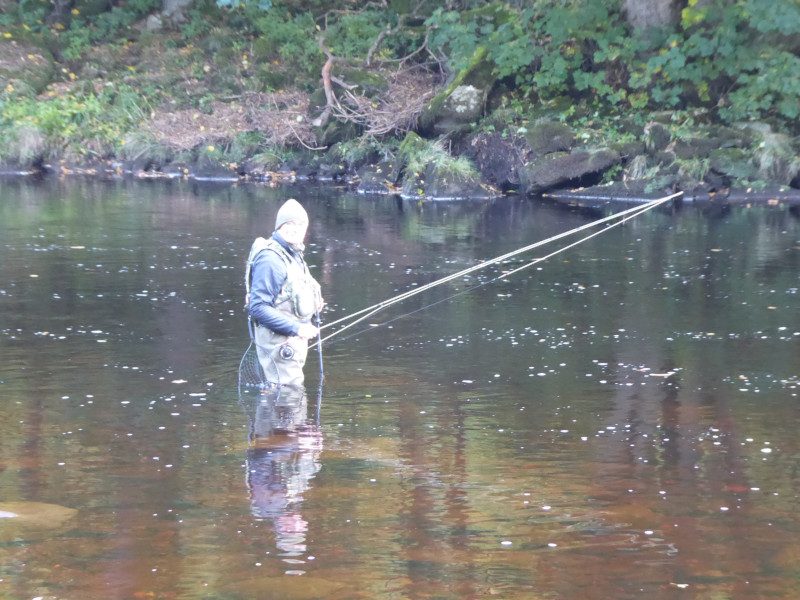 Fly fishing on a wooded stretch of the River Tees at Romaldkirk