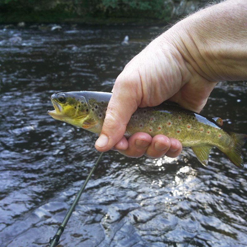 Wild brown trout